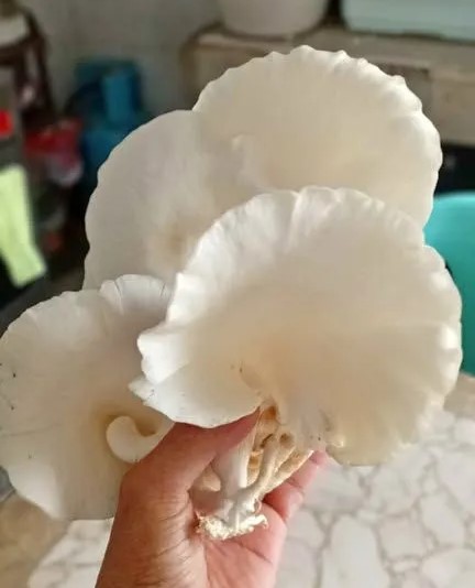 Hand holding a large cluster of fresh white oyster mushrooms from a Cebu City seller